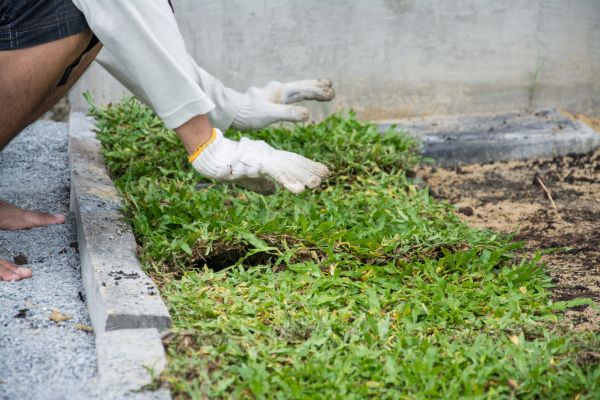 Ground Cover Planting in Fenton