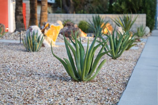 Drought Resistant Landscaping in Fenton