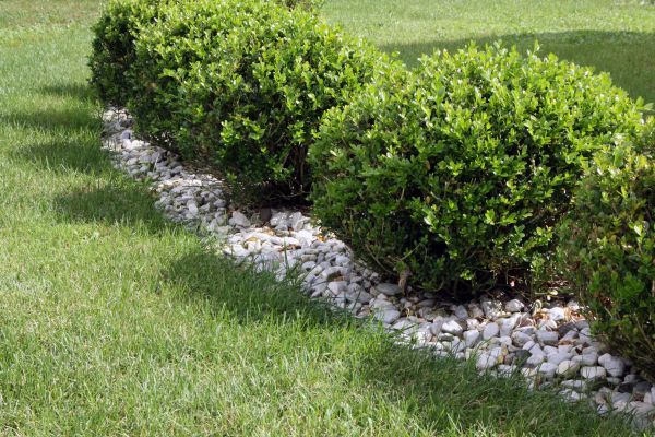 Boxwood Planting in Fenton