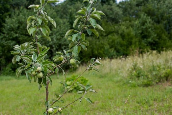 Apple Tree Planting in Fenton