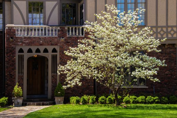 Dogwood Tree Planting in Fenton